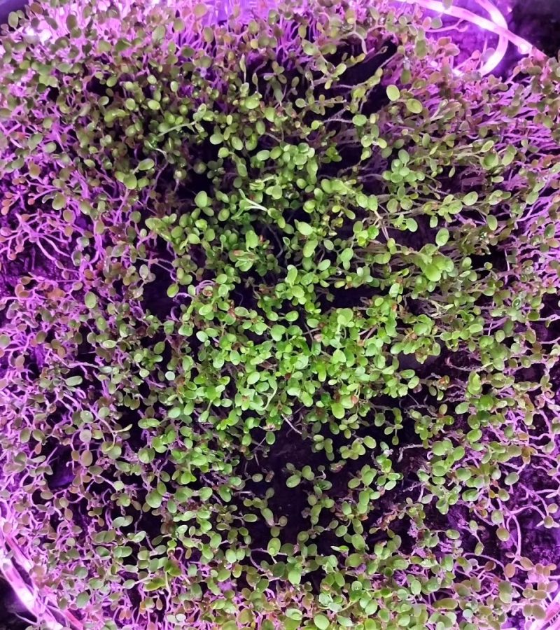 germinado trebol clodih biotecnología